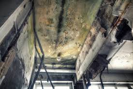 Biohazard Mold Removal in Clifton, TN